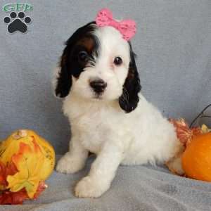 Snoopy, Cockapoo Puppy